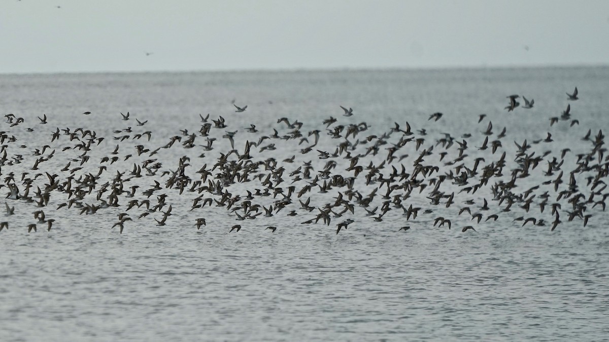 Red Knot - Indira Thirkannad