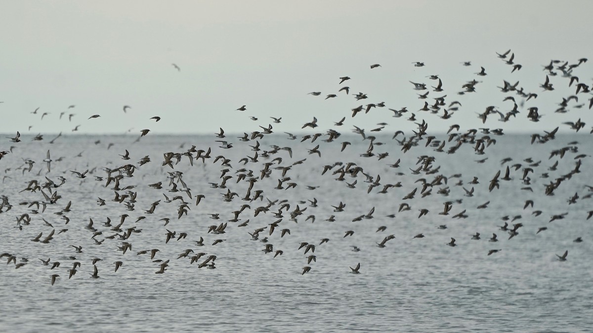 Red Knot - Indira Thirkannad