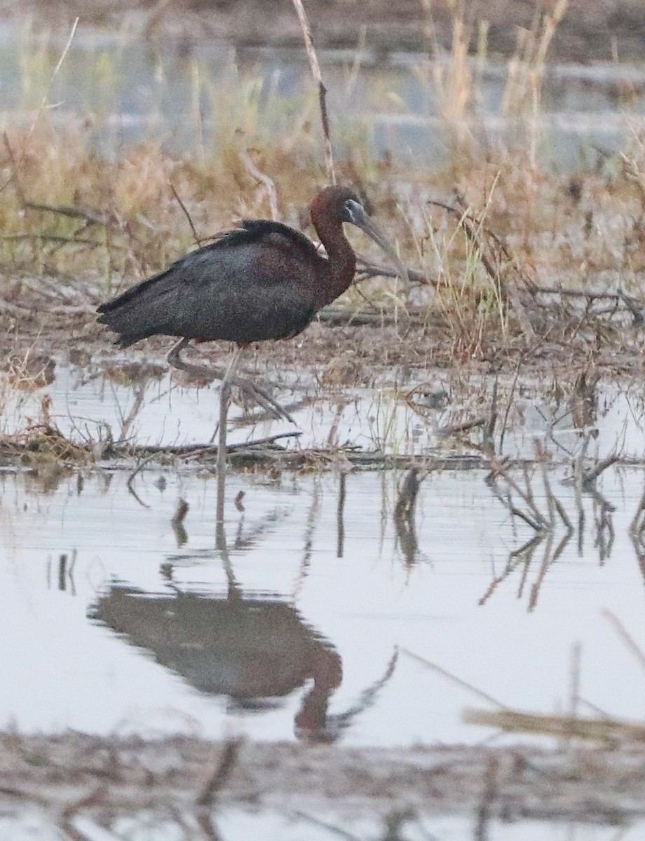 Glossy Ibis - Jeff Johnson