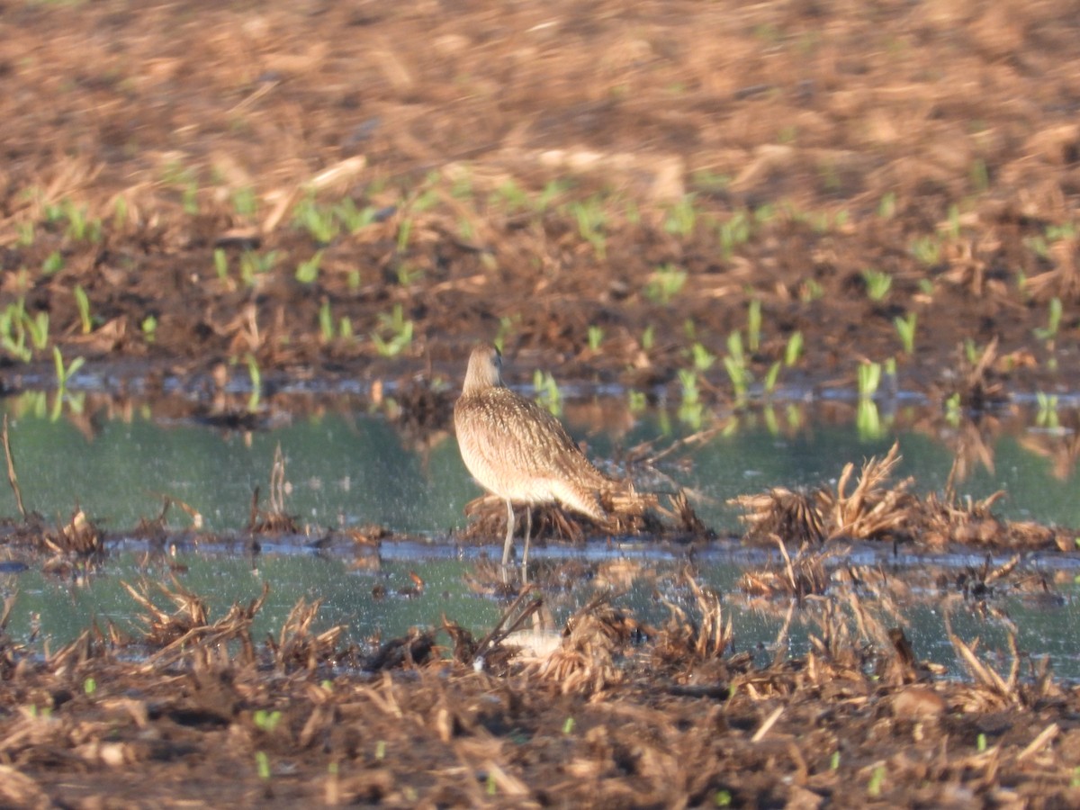 Marbled Godwit - Aquila Maximus