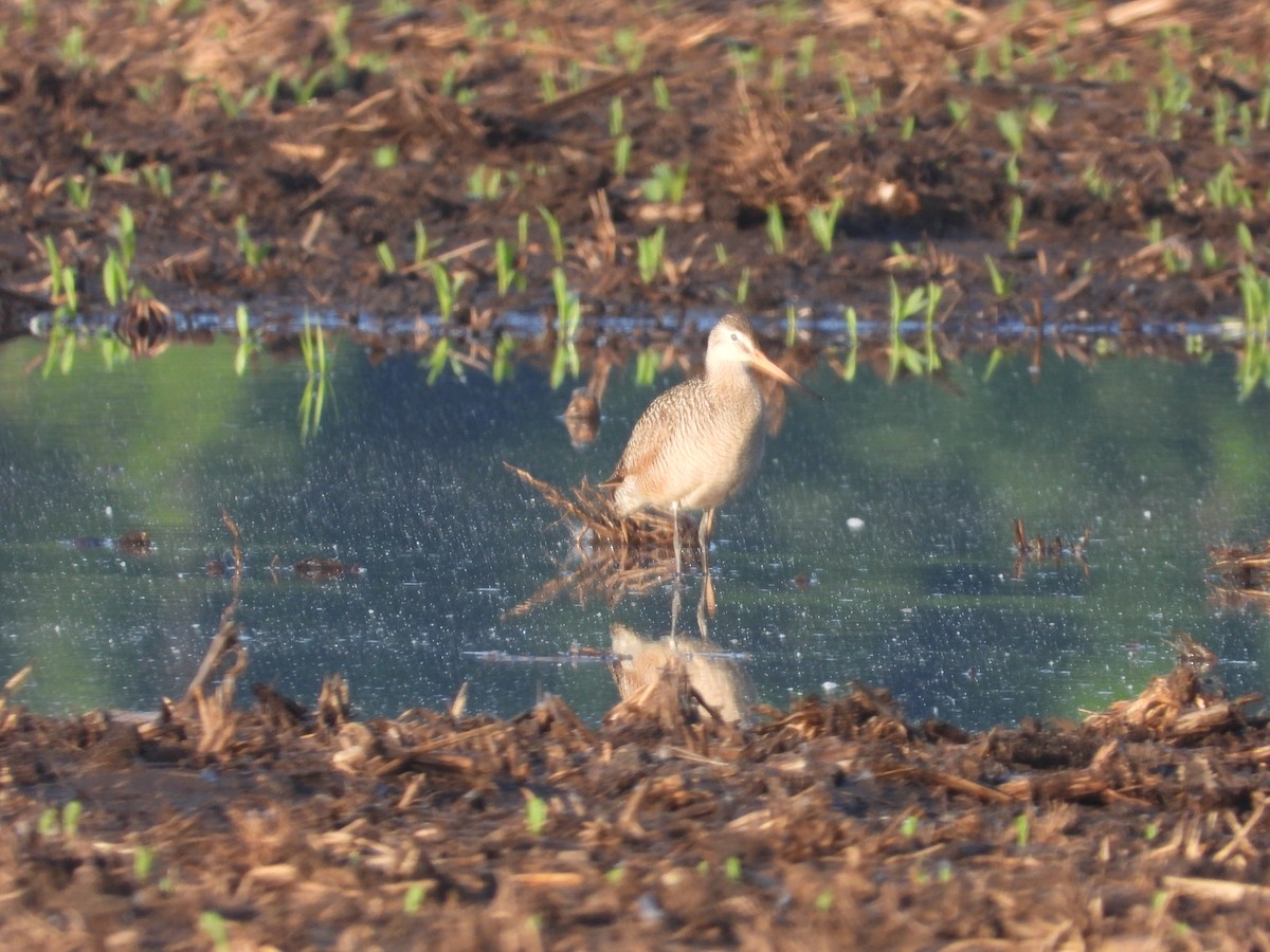 Marbled Godwit - Aquila Maximus