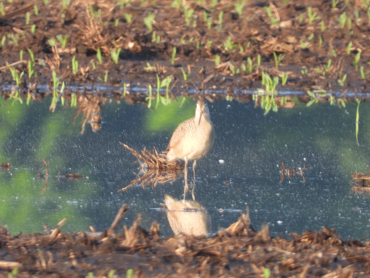 Marbled Godwit - Aquila Maximus