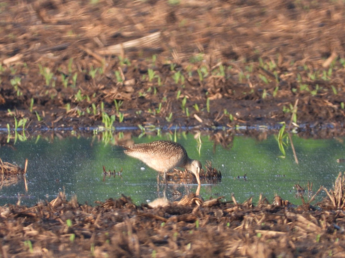 Marbled Godwit - Aquila Maximus