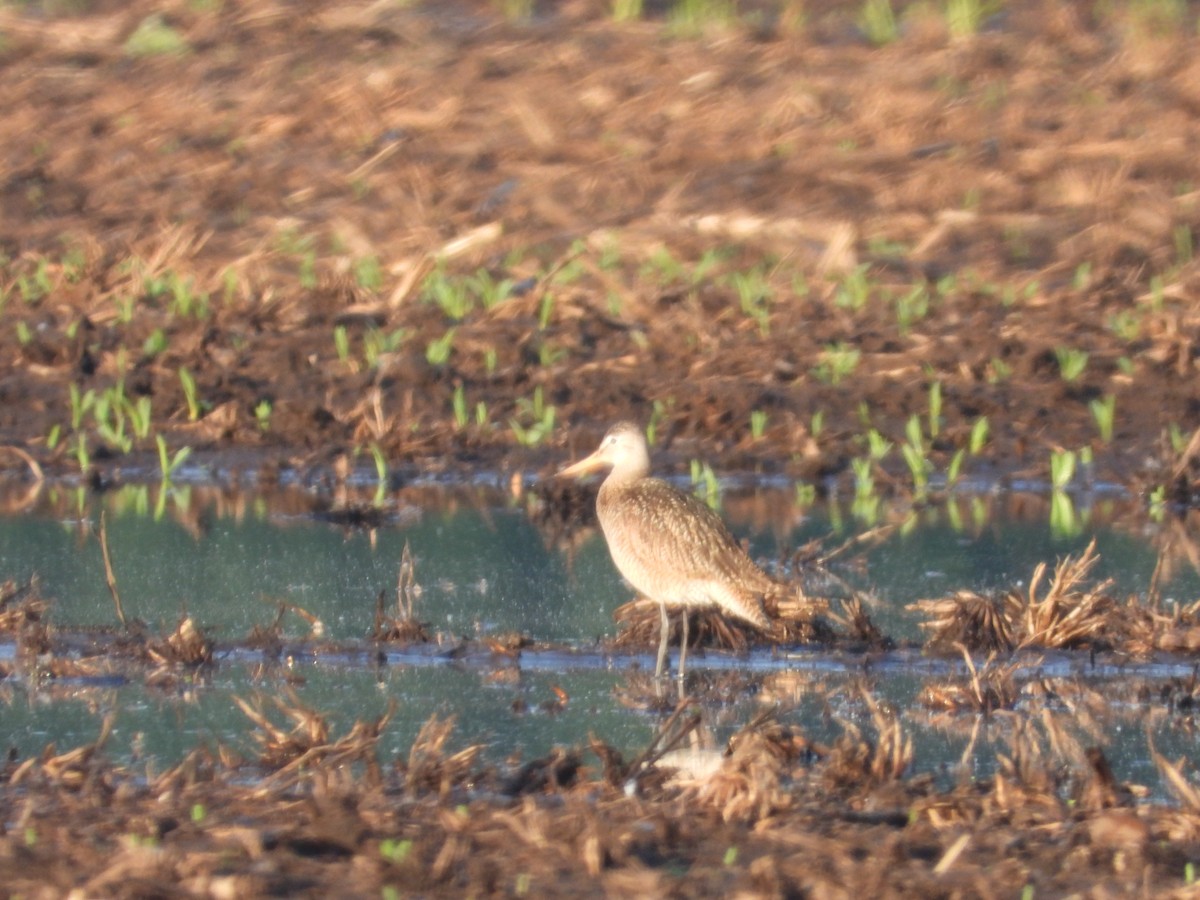 Marbled Godwit - Aquila Maximus