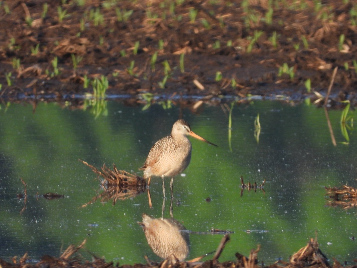 Marbled Godwit - Aquila Maximus