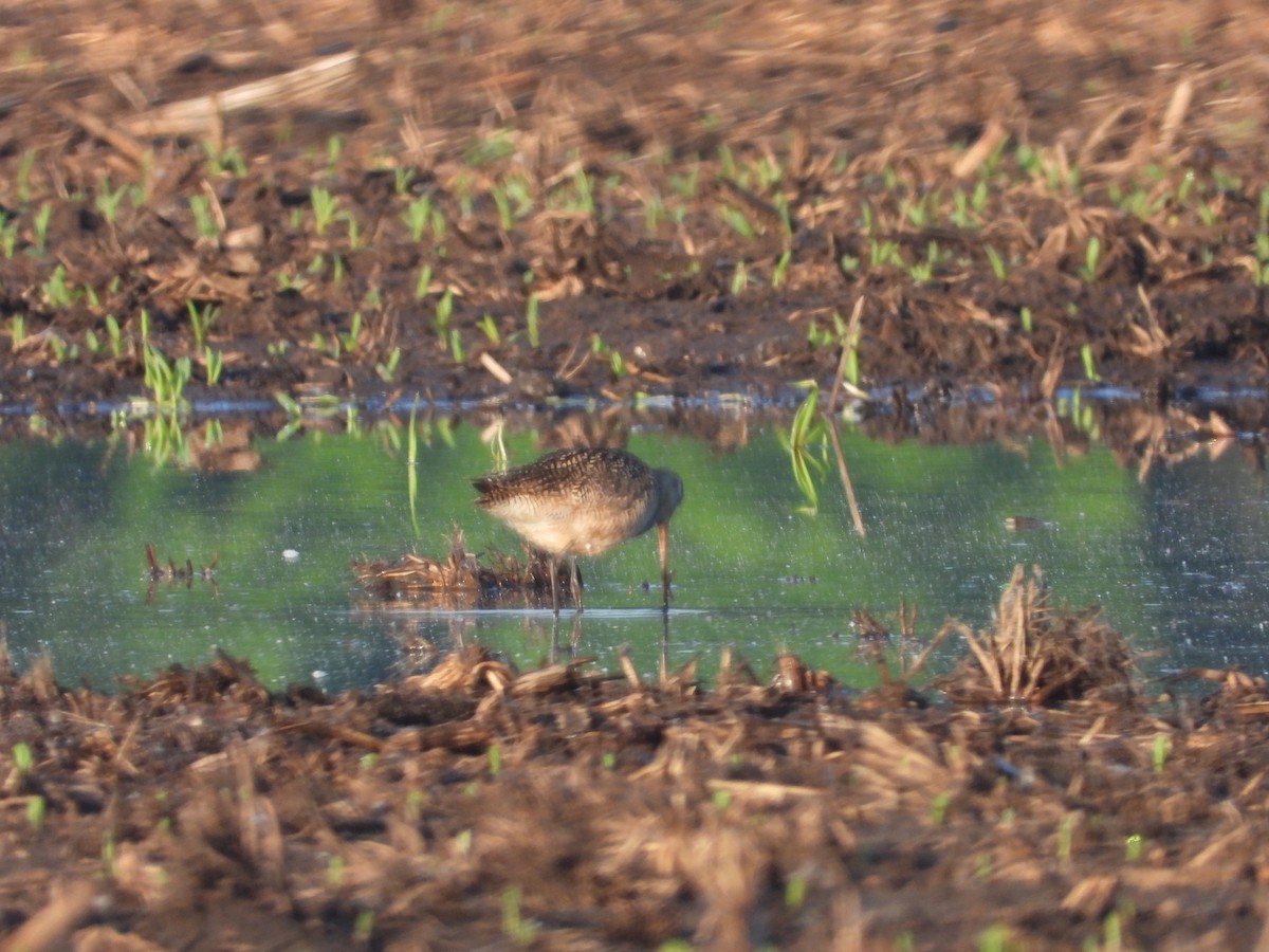 Marbled Godwit - Aquila Maximus