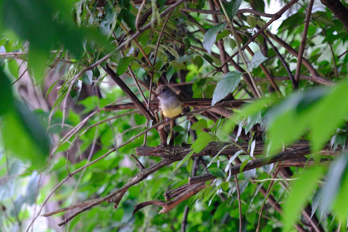 Great Crested Flycatcher - ML619481780