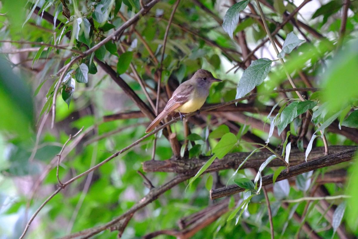 Great Crested Flycatcher - ML619481782