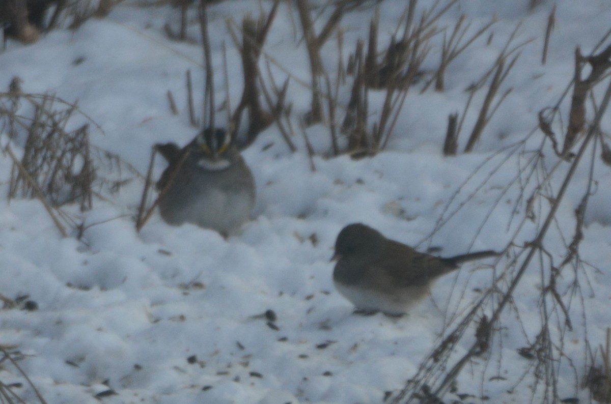 White-throated Sparrow - Anonymous