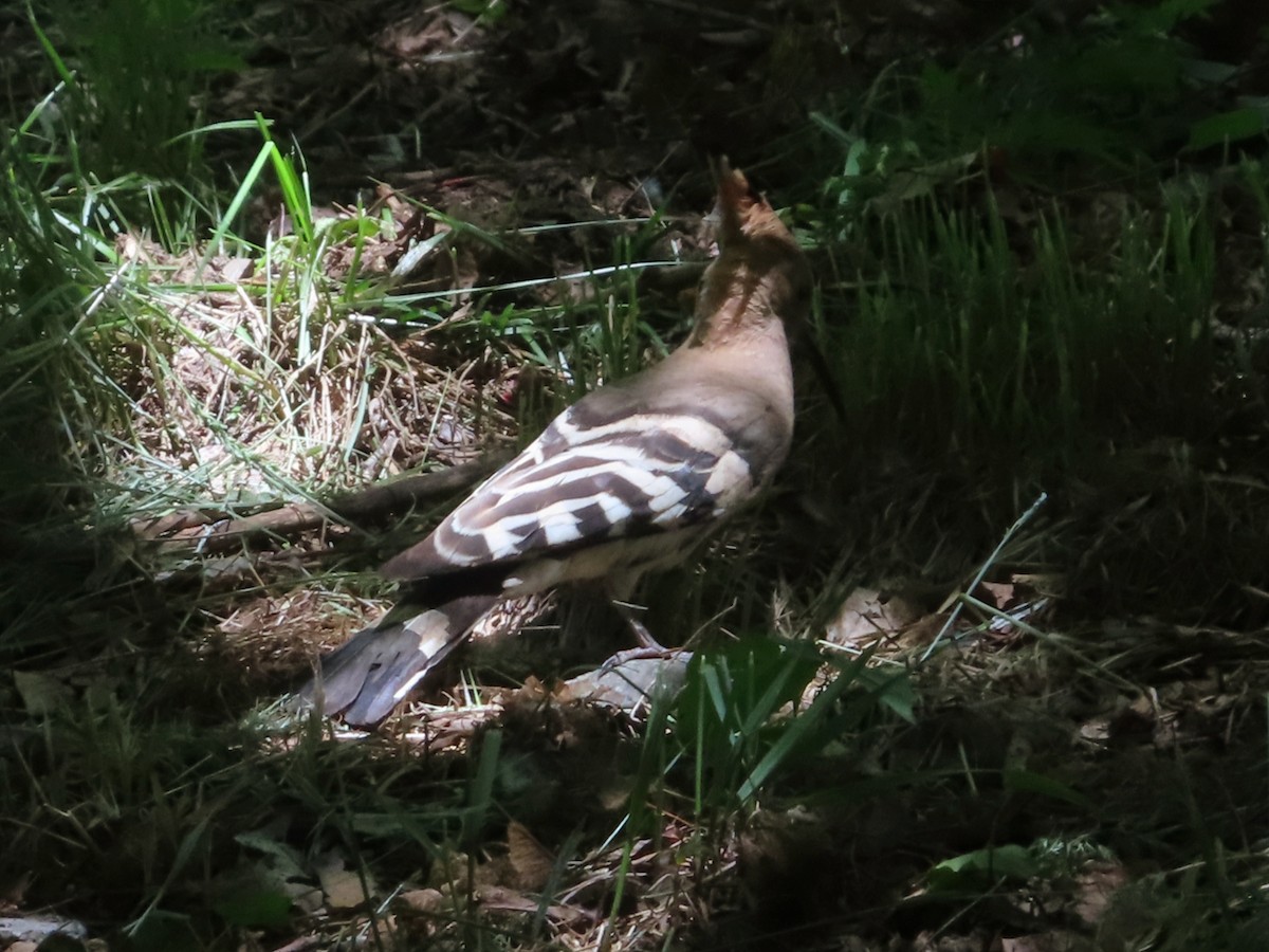 Eurasian Hoopoe - Kseniia Marianna Prondzynska