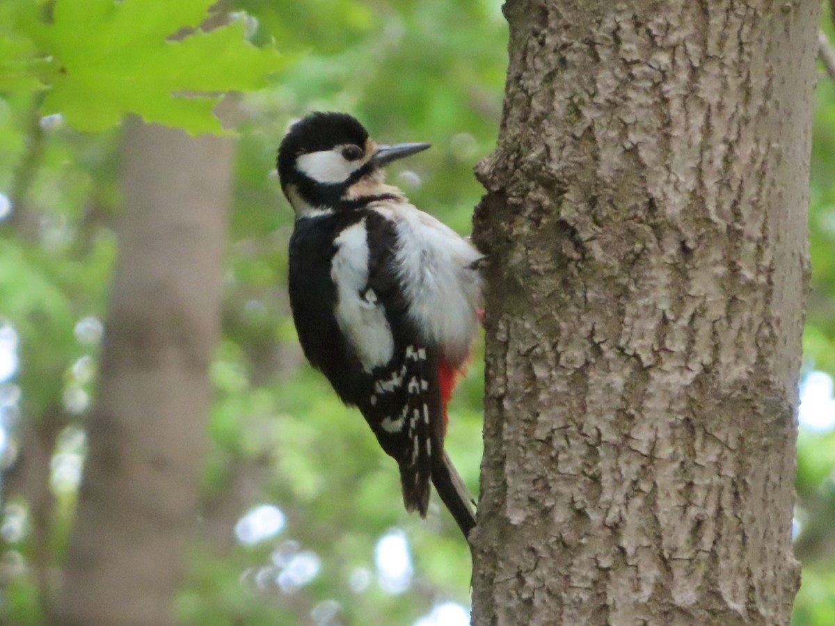 Great Spotted Woodpecker - Kseniia Marianna Prondzynska