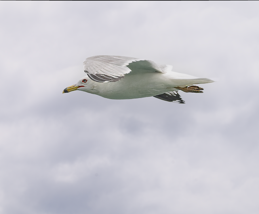 Ring-billed Gull - Kristine Mika