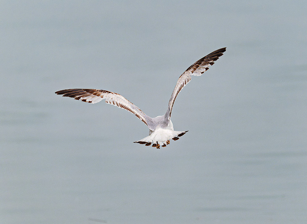 Ring-billed Gull - Kristine Mika