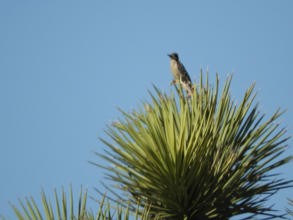 Nuttall's Woodpecker - Thomas Bürgi