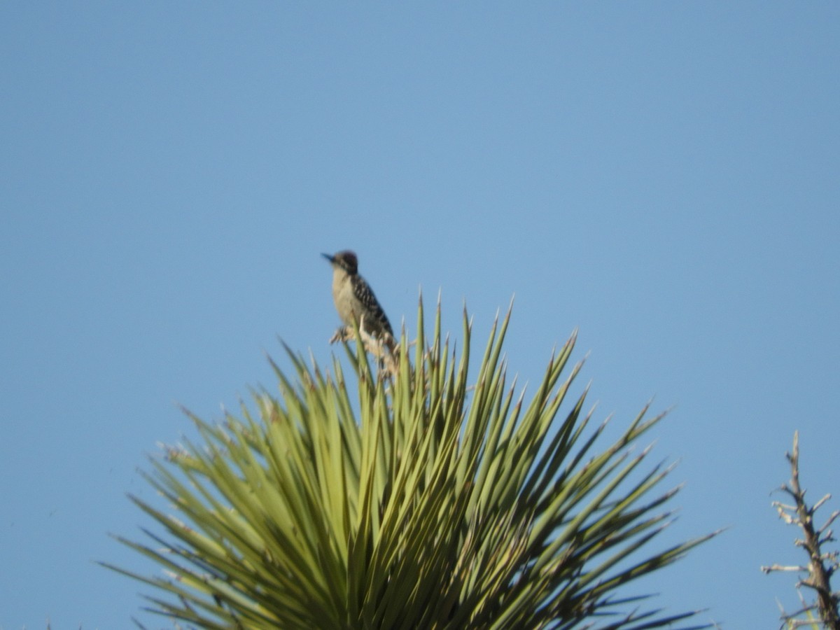 Nuttall's Woodpecker - Thomas Bürgi