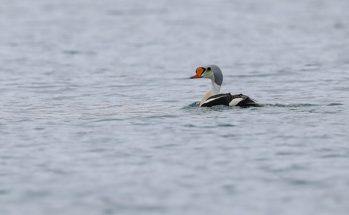 King Eider - Mike Edgecombe