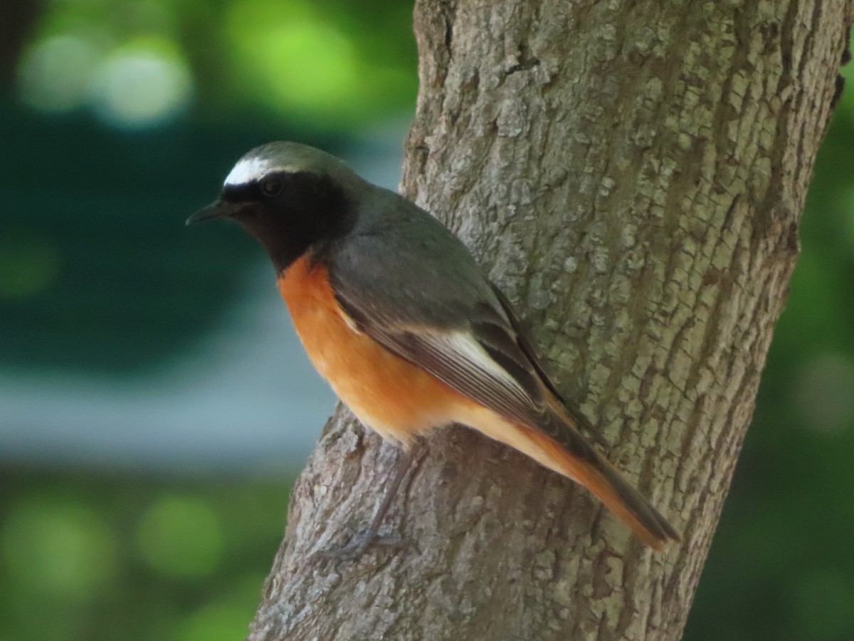 Common Redstart - Kseniia Marianna Prondzynska