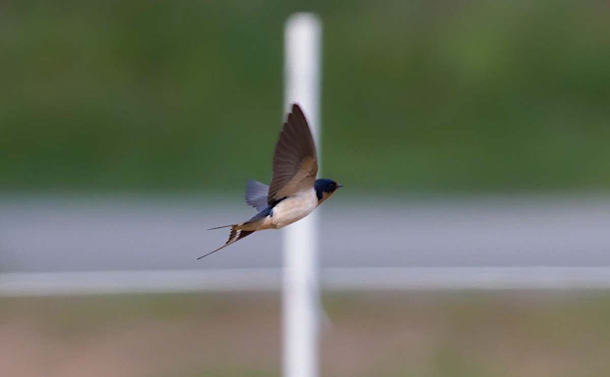 Barn Swallow (American) - Matthew Murphy