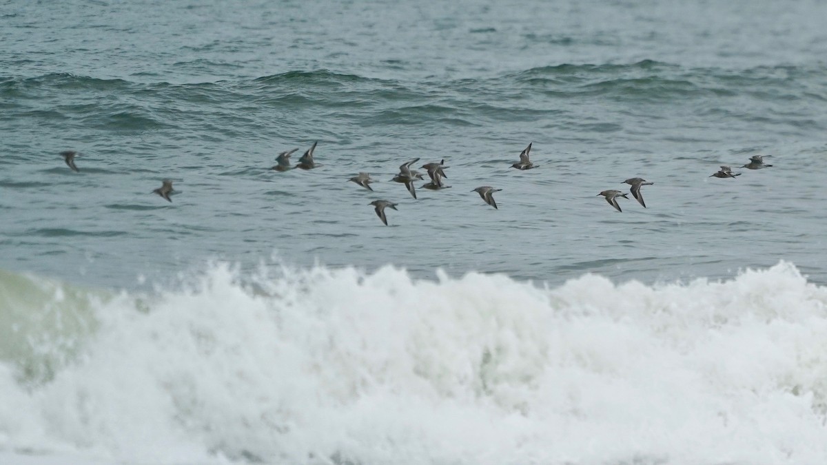 Red Knot - Indira Thirkannad