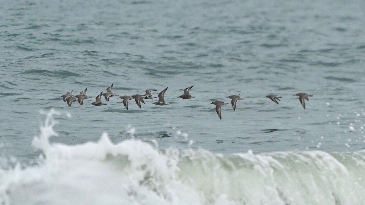 Red Knot - Indira Thirkannad