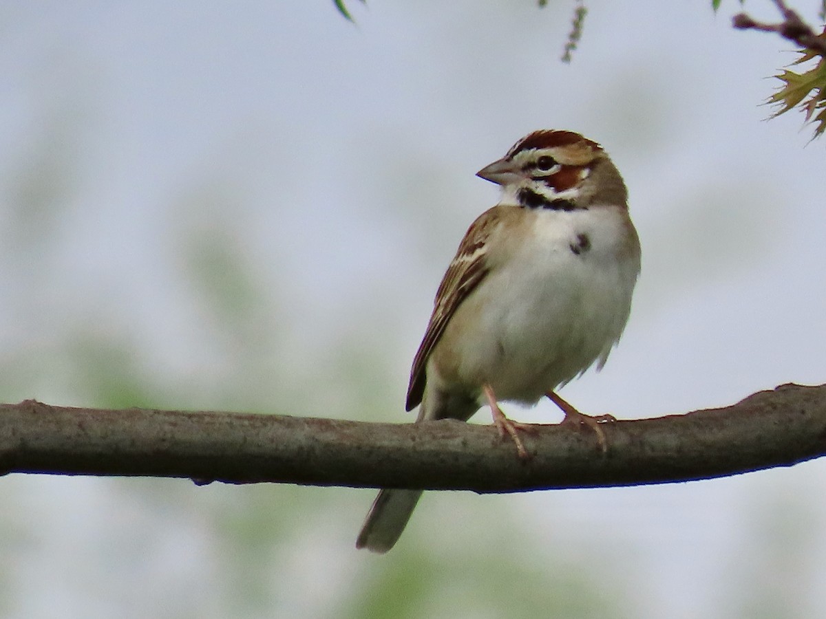 Lark Sparrow - Greg Vassilopoulos