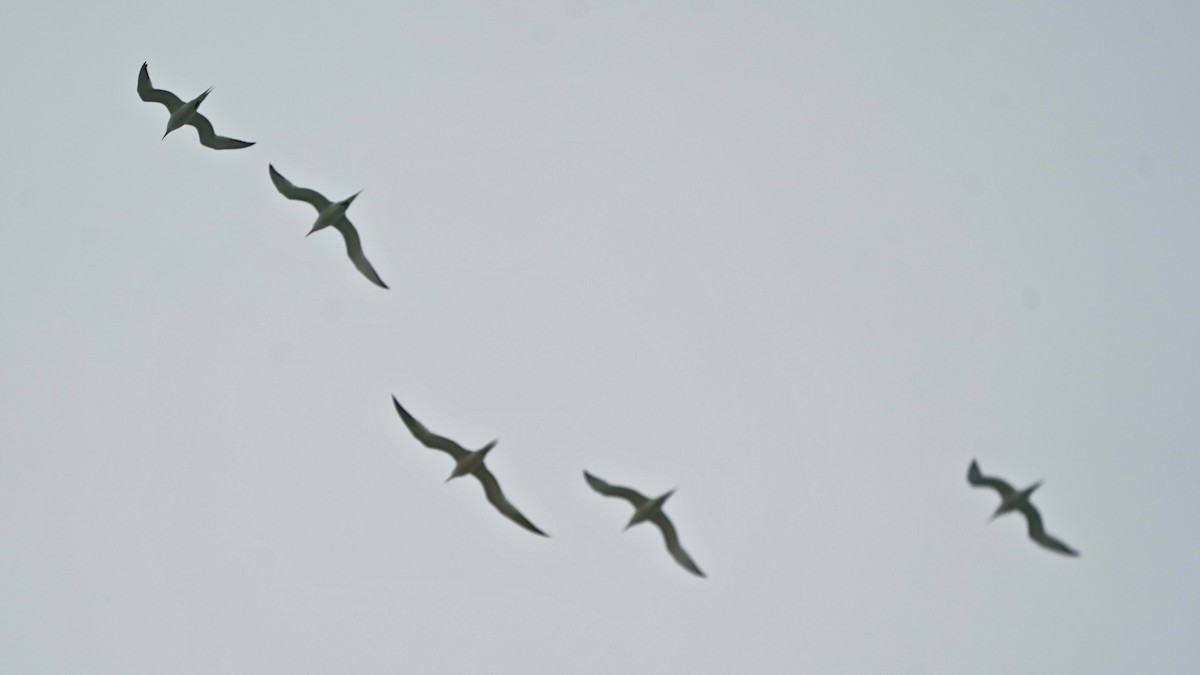 Royal Tern - Indira Thirkannad