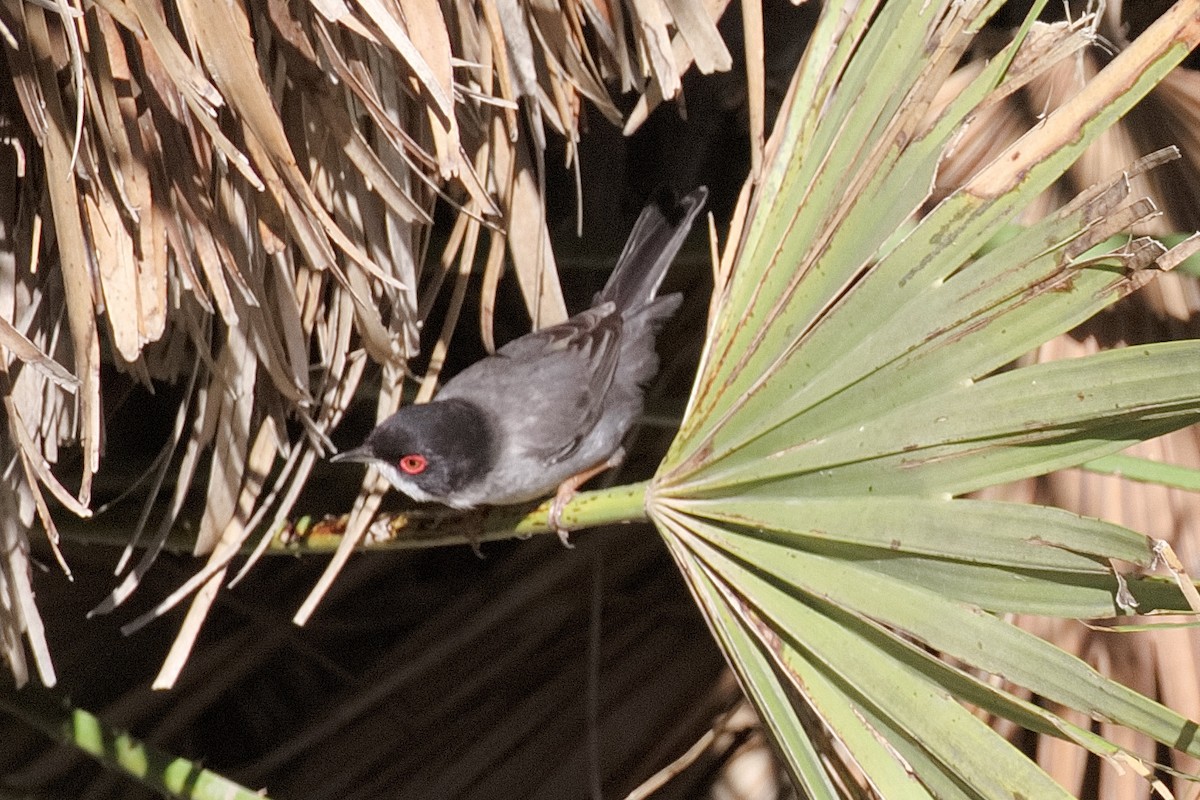 Sardinian Warbler - ML619481837