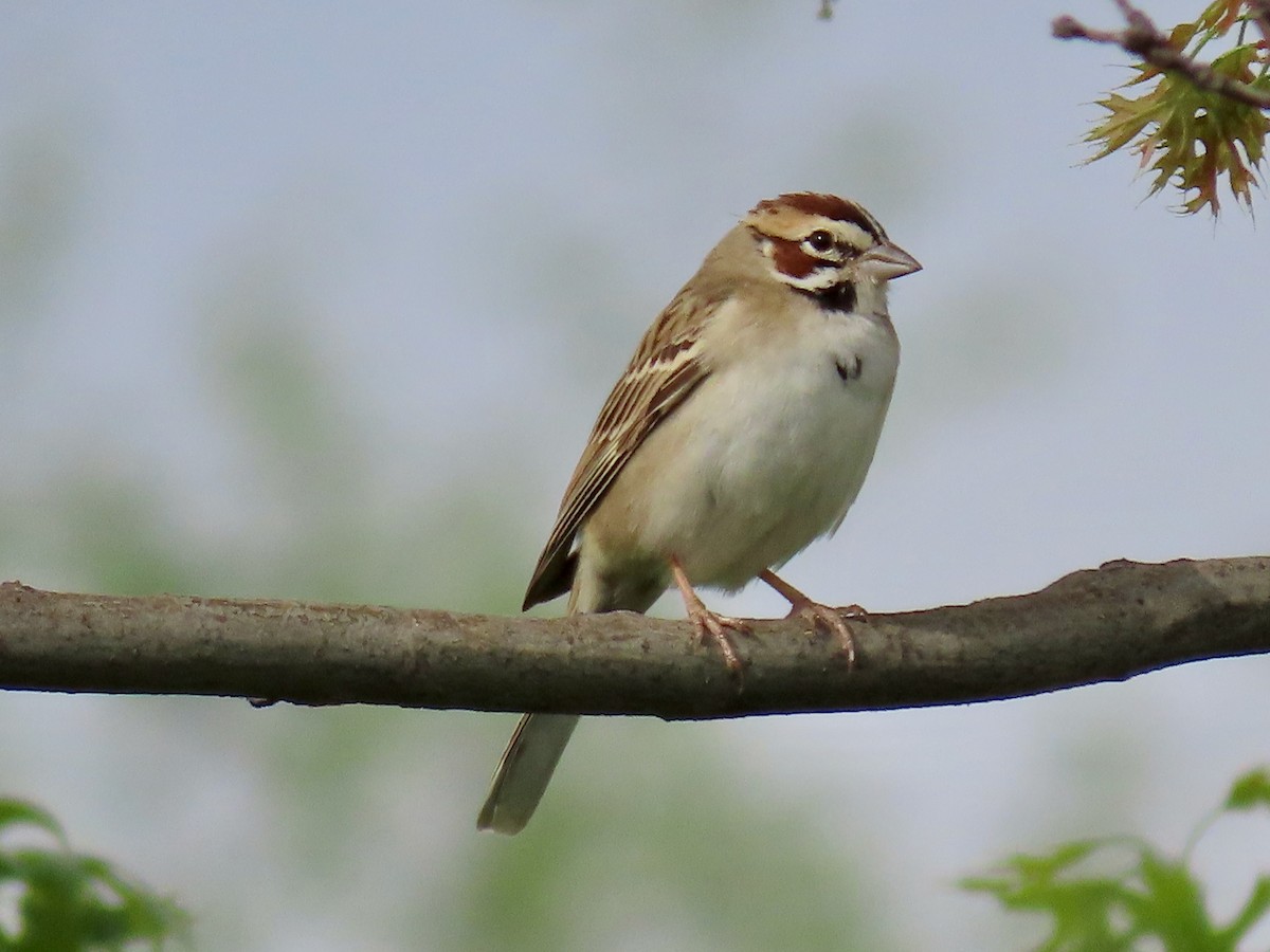 Lark Sparrow - Greg Vassilopoulos