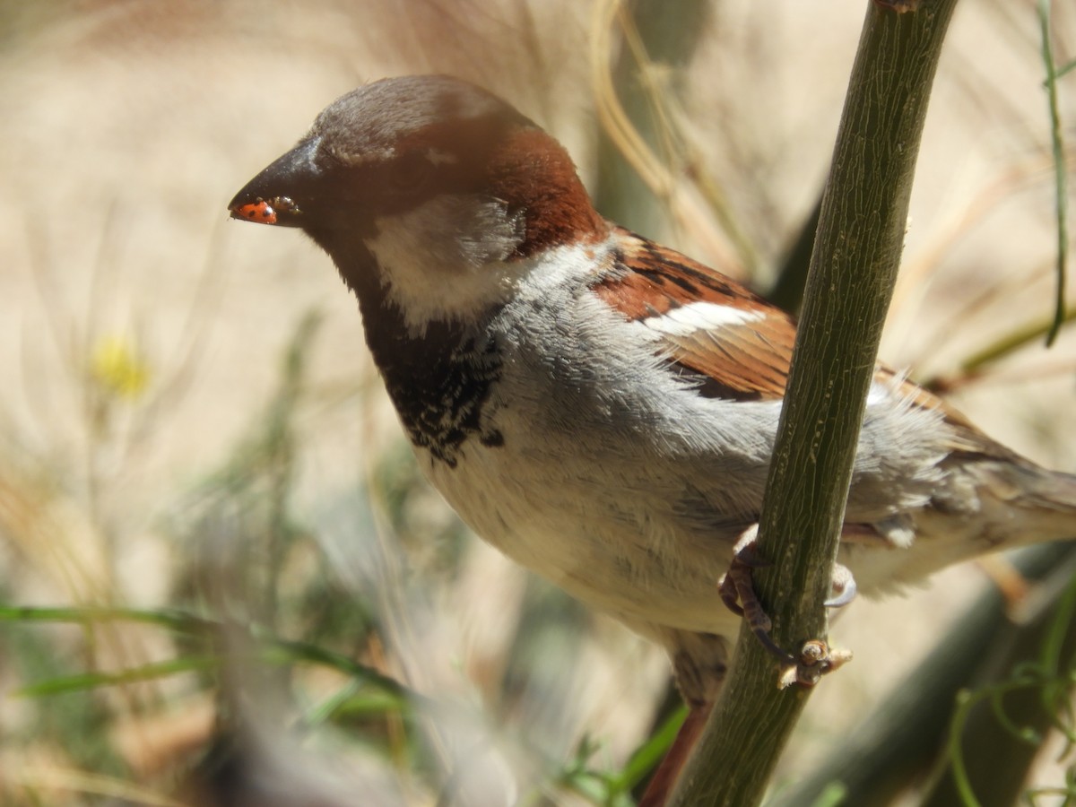 House Sparrow - Thomas Bürgi