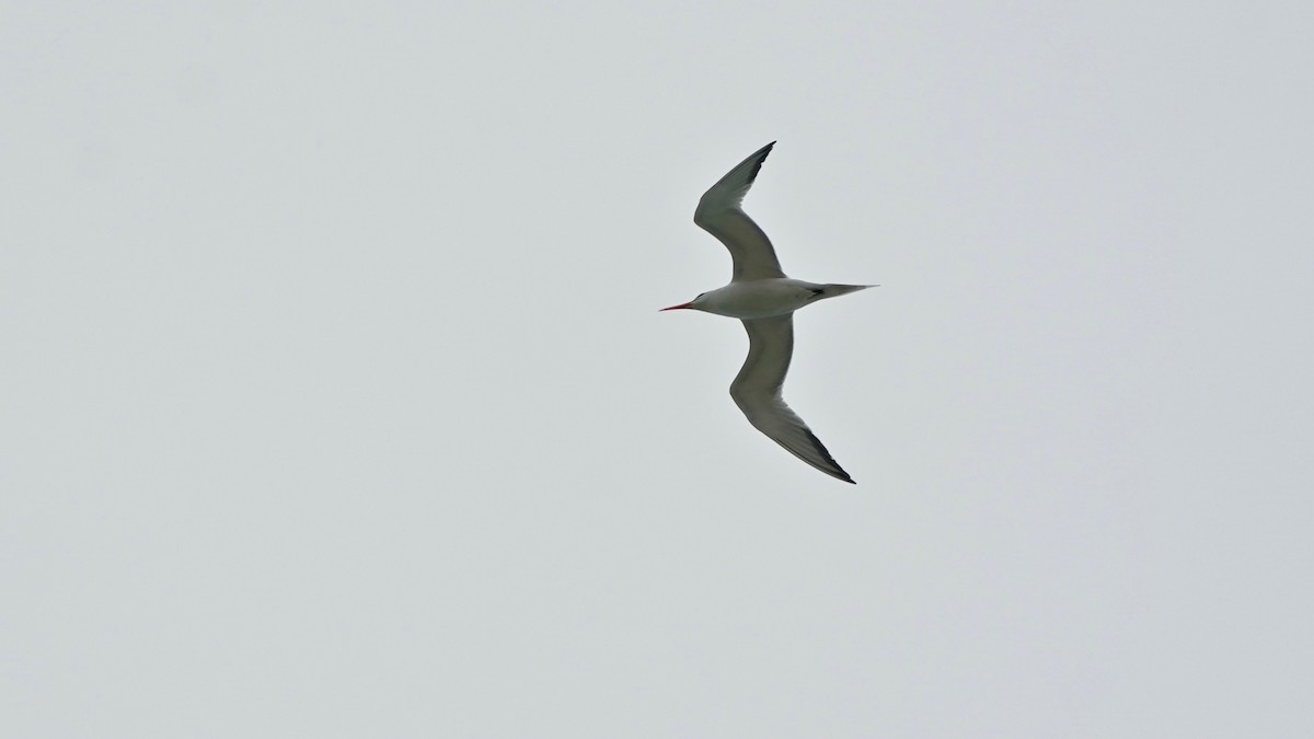 Royal Tern - Indira Thirkannad