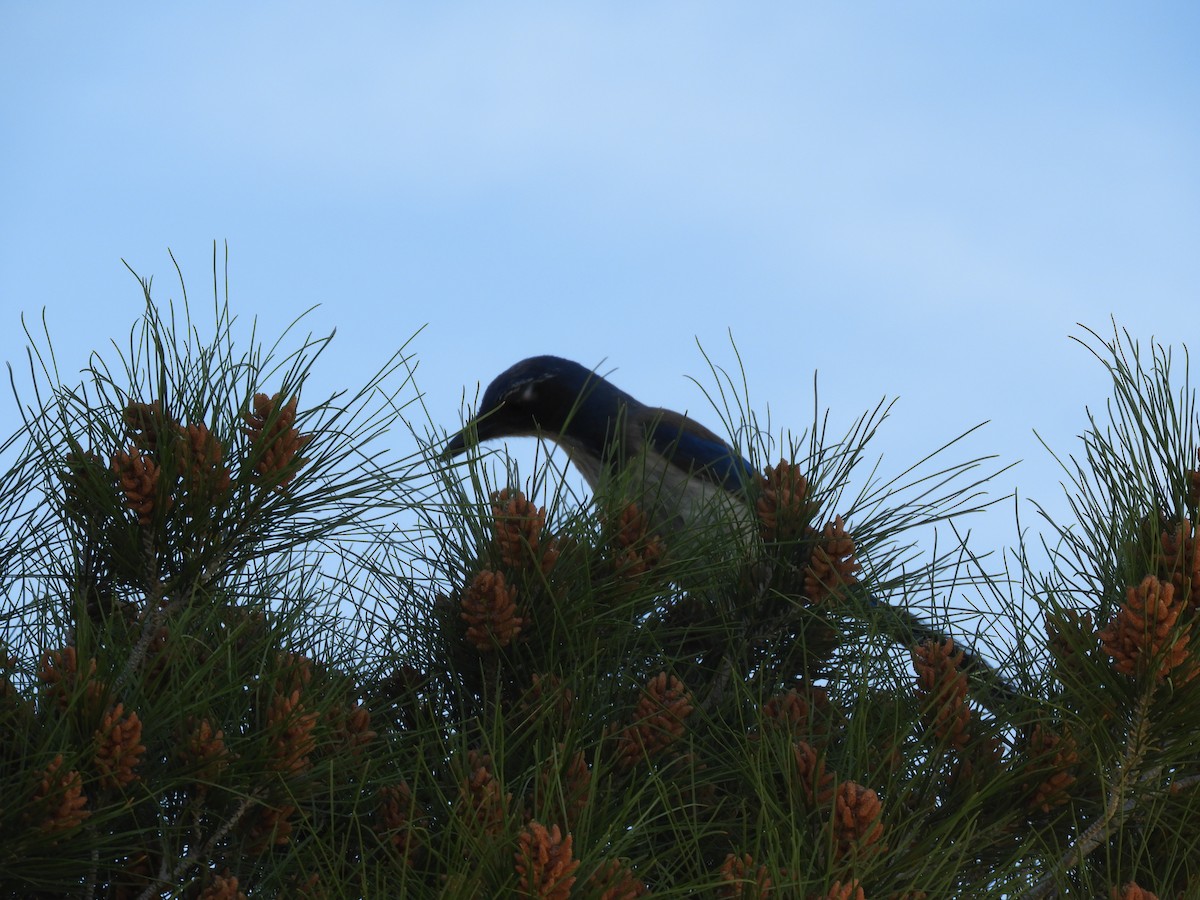 California Scrub-Jay - Thomas Bürgi