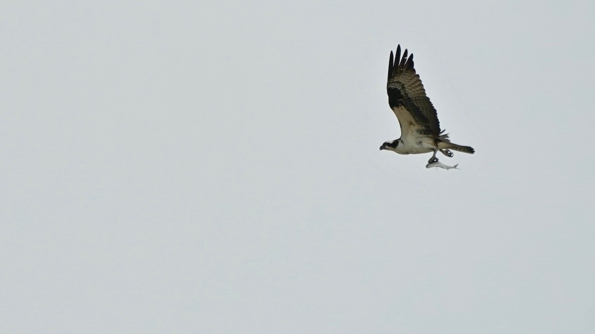 Osprey - Indira Thirkannad