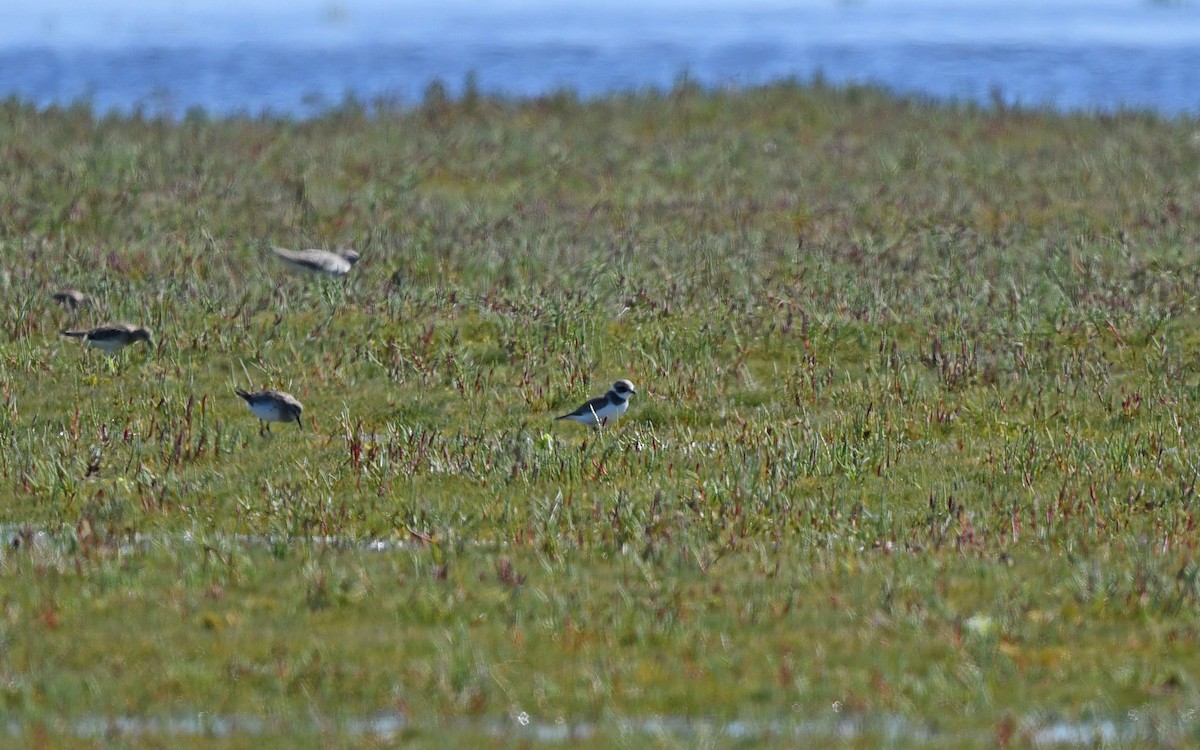 Semipalmated Plover - Christoph Moning