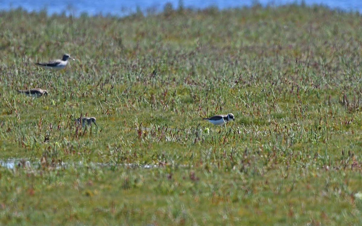 Semipalmated Plover - Christoph Moning