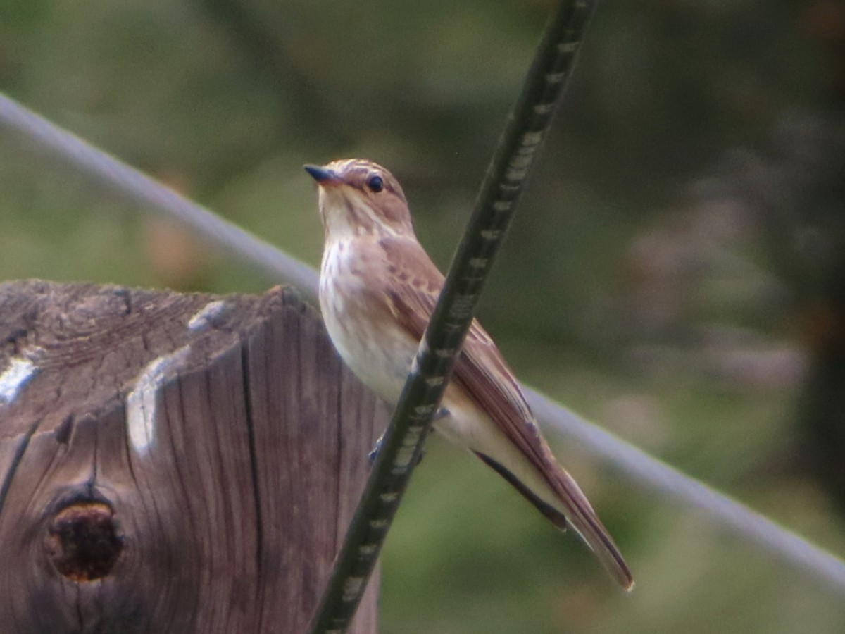 Spotted Flycatcher - Kseniia Marianna Prondzynska