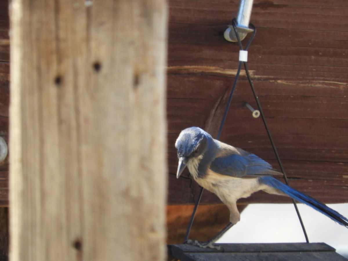 California Scrub-Jay - Thomas Bürgi