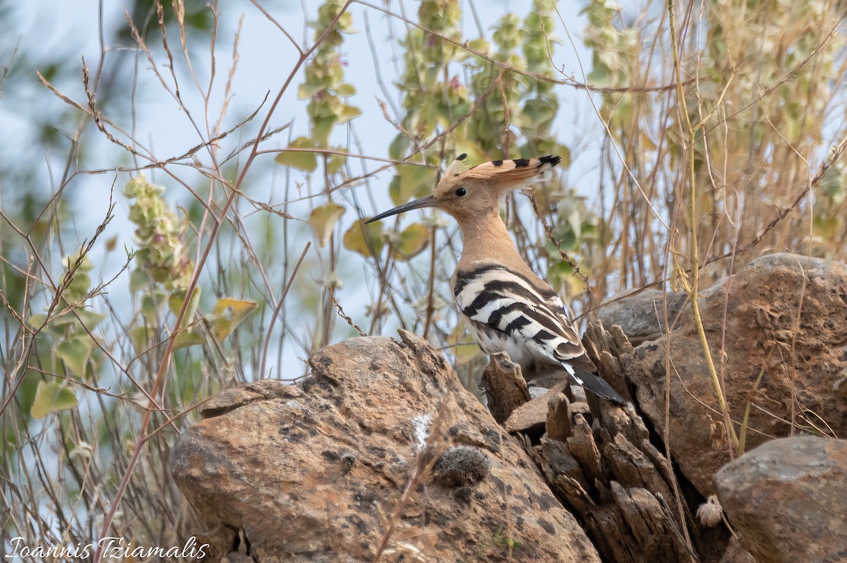 Eurasian Hoopoe - Ioannis Tziamalis