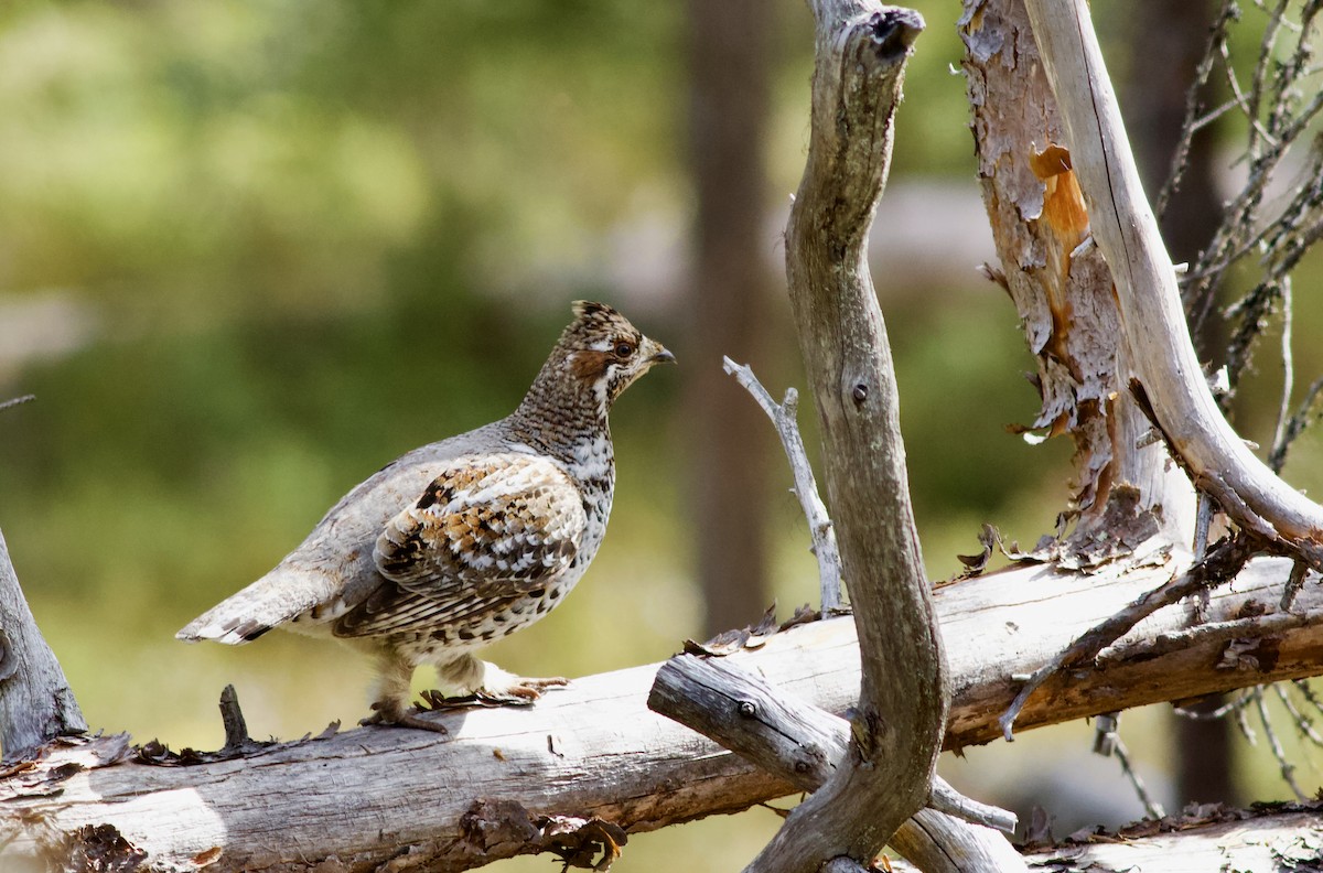 Hazel Grouse - Clement Charenton