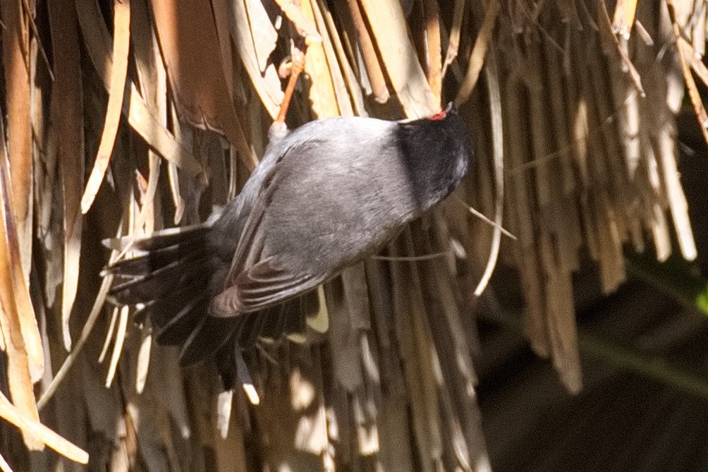 Sardinian Warbler - Bruce Kerr