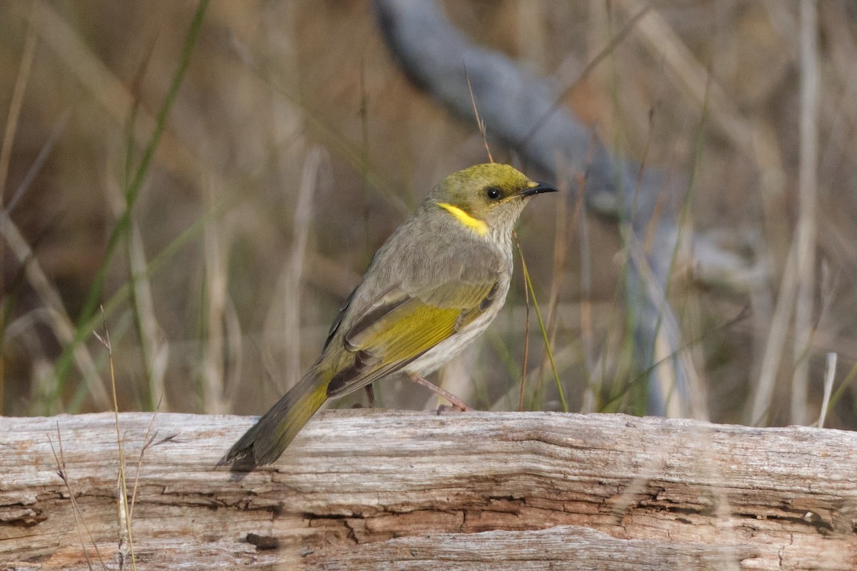 Yellow-plumed Honeyeater - ML619481869