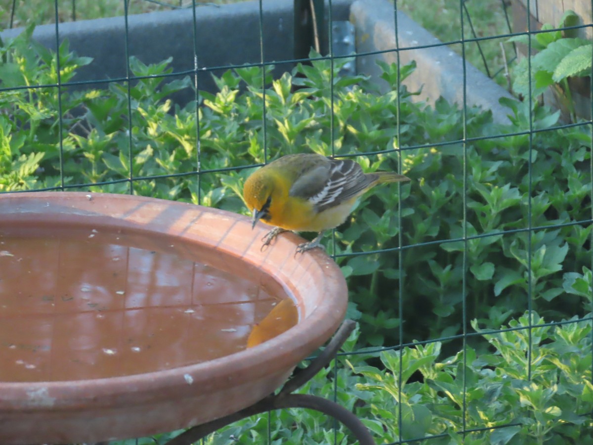 Bullock's Oriole - Mark Gorges