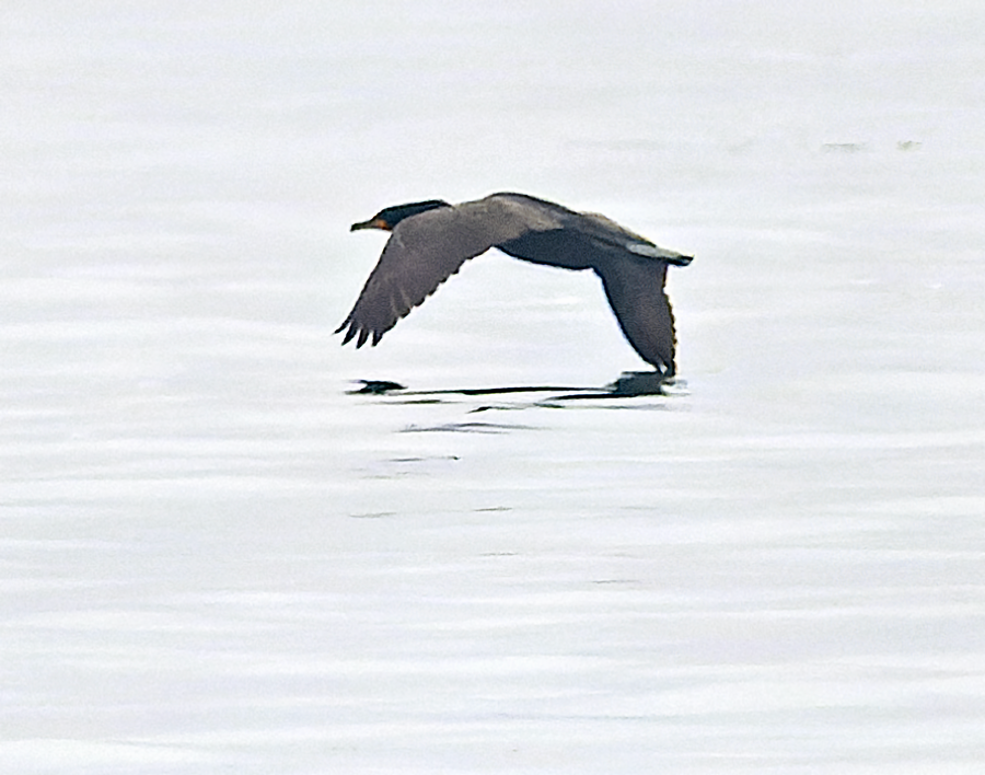 Double-crested Cormorant - Kristine Mika