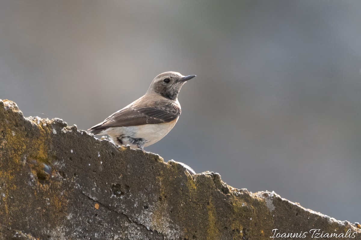 Eastern Black-eared Wheatear - Ioannis Tziamalis