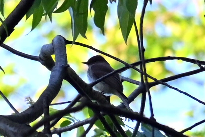 Eastern Phoebe - Q B Schultze