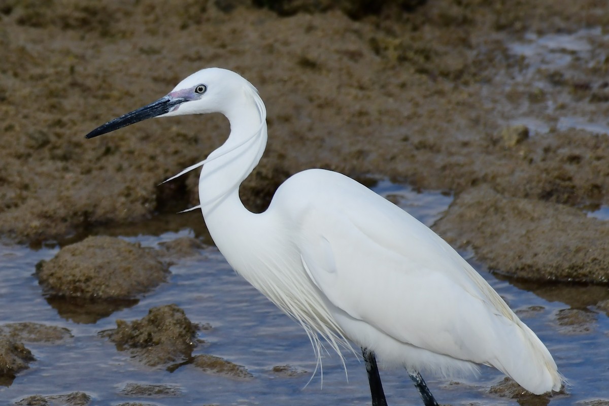 Little Egret - Igor Długosz