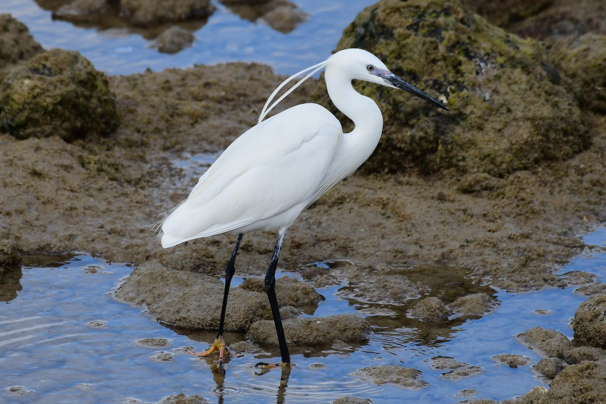 Little Egret - Igor Długosz