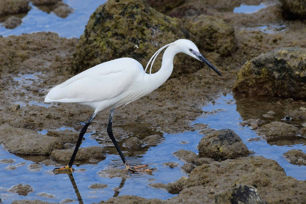 Little Egret - Igor Długosz