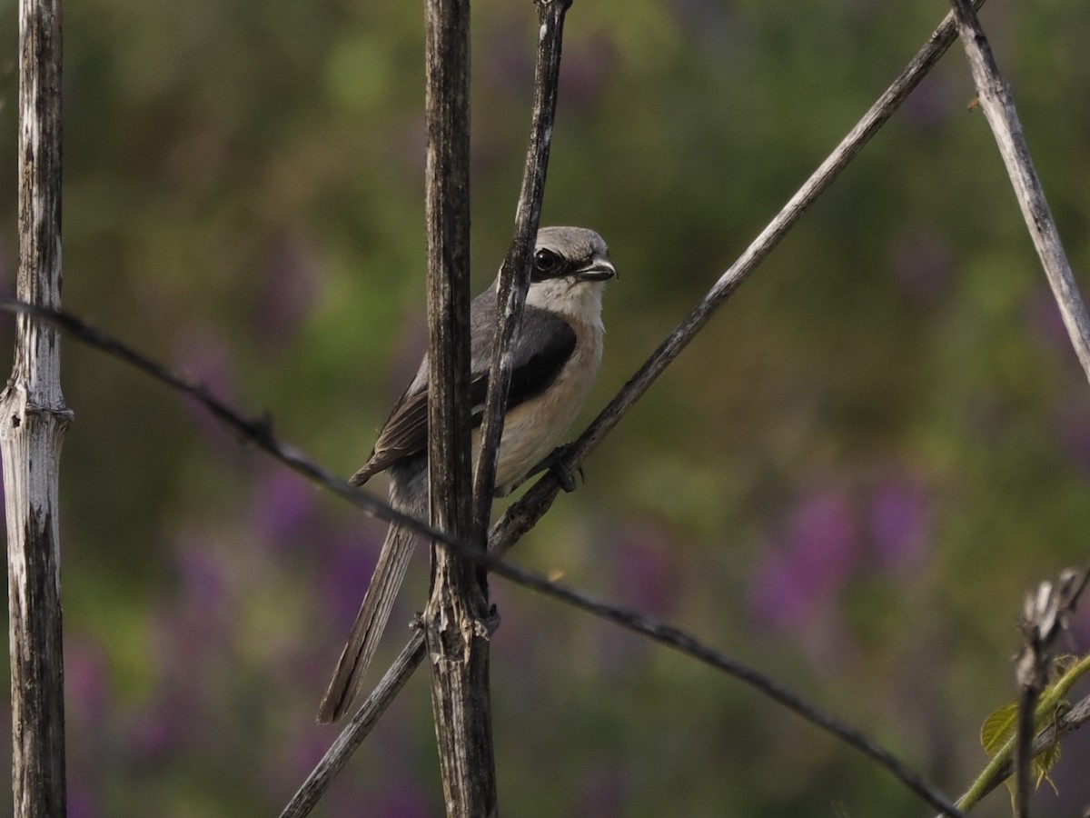 Bull-headed Shrike - ML619481898