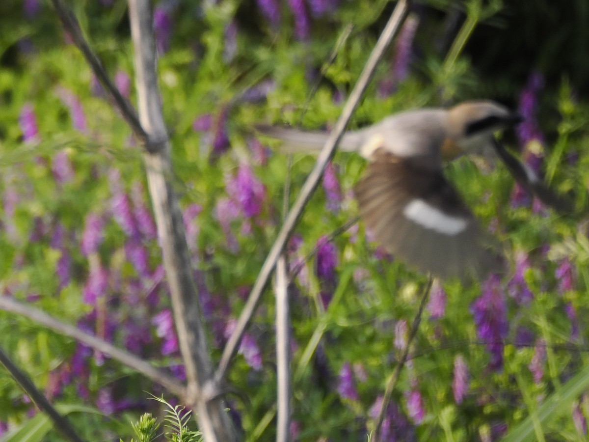 Bull-headed Shrike - ML619481899