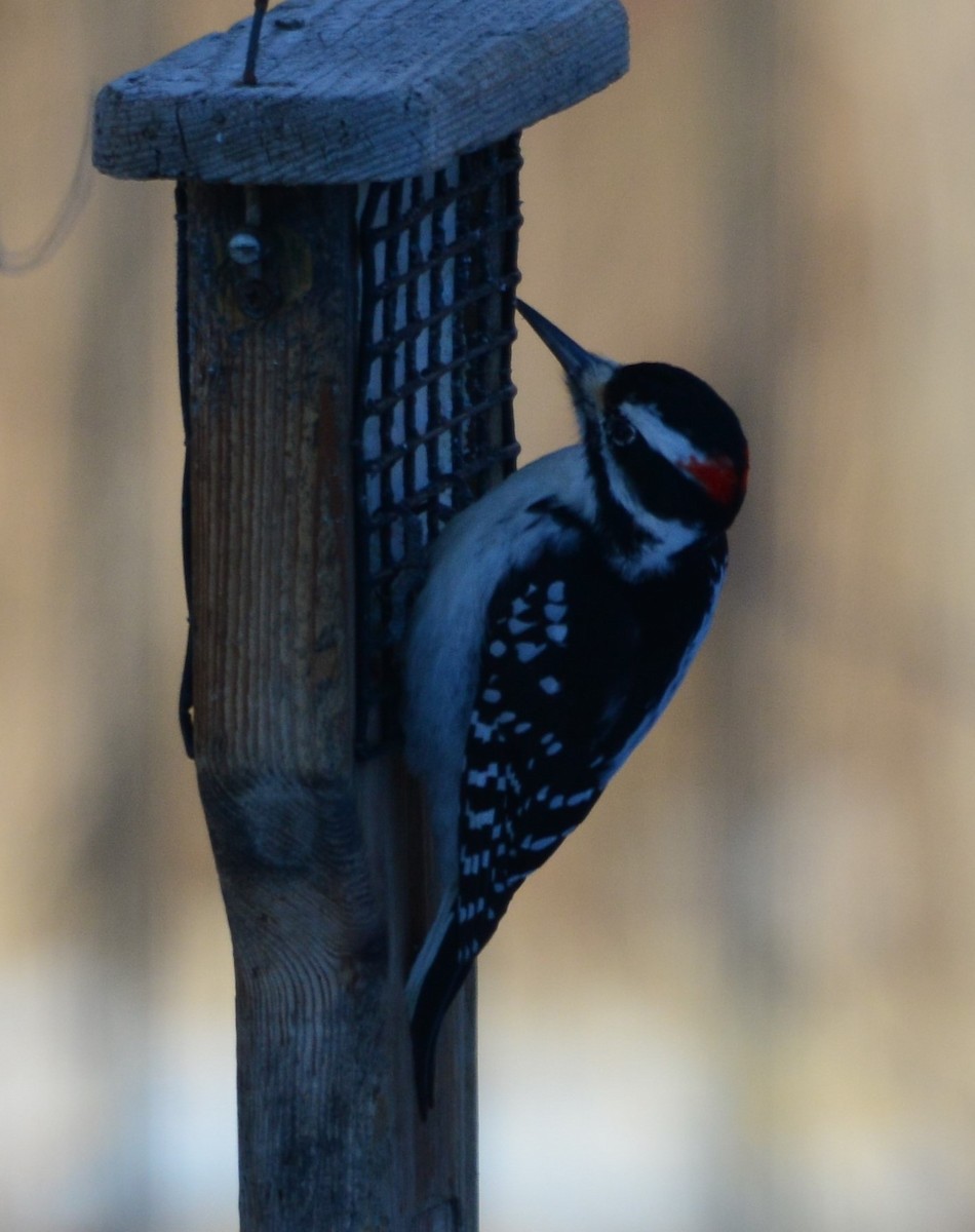 Hairy Woodpecker - Anonymous